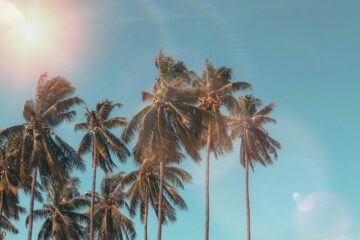 Landscape photograph of the palm trees.