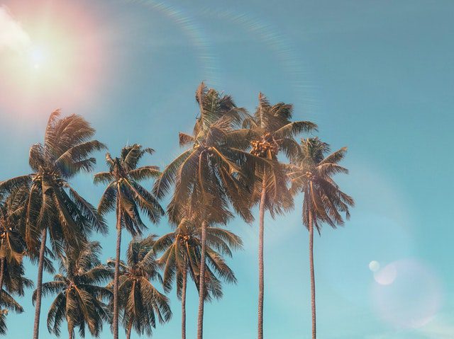 Landscape photograph of the palm trees.