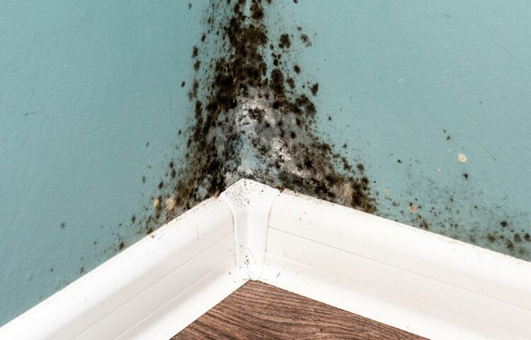 black mold on wall corder caused by high humidity