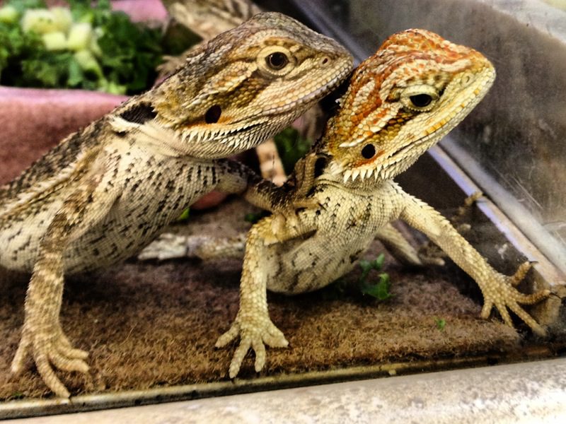 bearded dragon dehumidifier